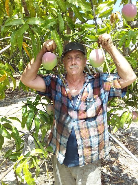 Pensioner standing at a mango tree holding two mangoes