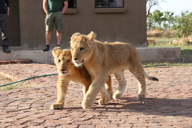 Picture of two lion cubs.