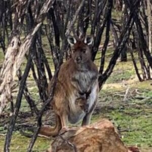 Kangaroo infront of burned trees