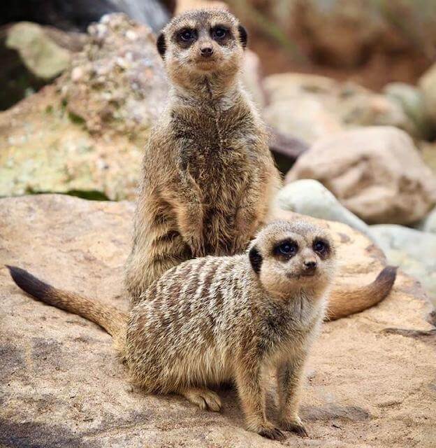 Two meerkats sitting on a rock
